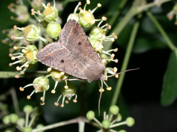 Leptologia lota Cl. adulte - ©Philippe Mothiron