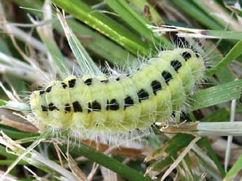  Chenille de Zygaena loti D. & S. - Daniel Morel