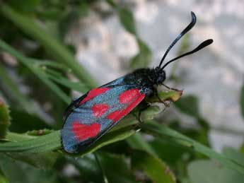 Zygaena loti D. & S. adulte - ©Philippe Mothiron