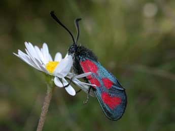 Zygaena loti D. & S. adulte - ©Philippe Mothiron