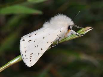 Spilosoma lubricipeda L. adulte - ©Philippe Mothiron