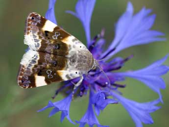 Acontia lucida Hfn. adulte - ©Daniel Morel