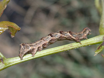  Chenille de Acontia lucida Hfn. - ©Philippe Mothiron