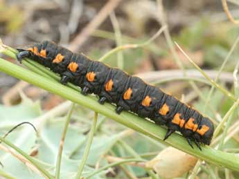  Chenille de Cucullia lucifuga D. & S. - ©Daniel Morel