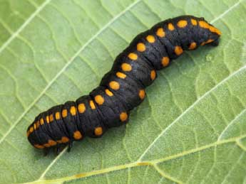  Chenille de Cucullia lucifuga D. & S. - ©Daniel Morel