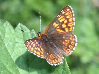 Hamearis lucina L. adulte - ©Philippe Mothiron