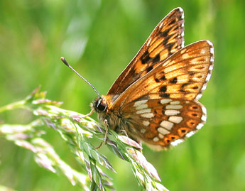 Hamearis lucina L. adulte - Philippe Mothiron