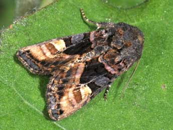 Euplexia lucipara L. adulte - Philippe Mothiron