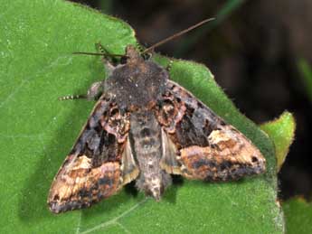 Euplexia lucipara L. adulte - ©Philippe Mothiron