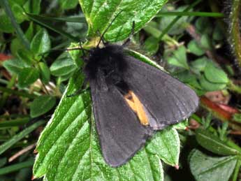 Epatolmis luctifera D. & S. adulte - Philippe Mothiron