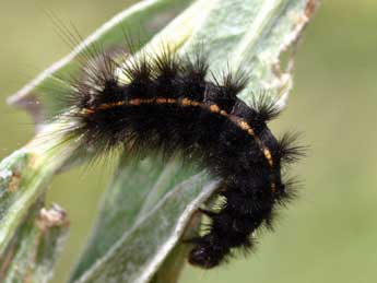  Chenille de Epatolmis luctifera D. & S. - Daniel Morel