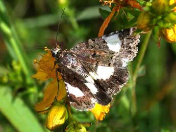 Tyta luctuosa D. & S. adulte - Philippe Mothiron