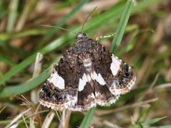 Tyta luctuosa D. & S. adulte - Philippe Mothiron