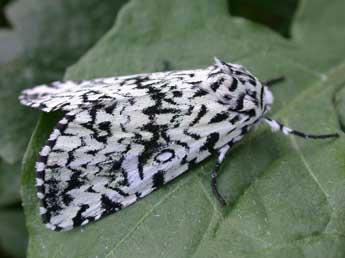 Trichosea ludifica L. adulte - Philippe Mothiron