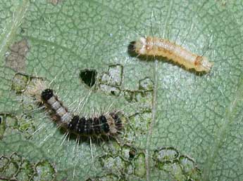  Chenille de Trichosea ludifica L. - ©Philippe Mothiron