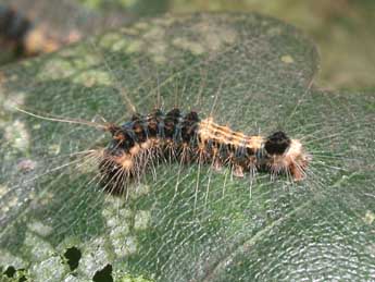  Chenille de Trichosea ludifica L. - ©Philippe Mothiron