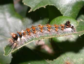  Chenille de Trichosea ludifica L. - ©Philippe Mothiron