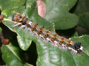  Chenille de Trichosea ludifica L. - ©Philippe Mothiron