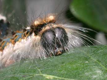  Chenille de Trichosea ludifica L. - ©Philippe Mothiron