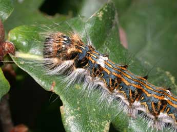  Chenille de Trichosea ludifica L. - ©Philippe Mothiron