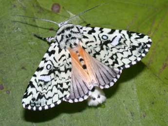 Trichosea ludifica L. adulte - ©Philippe Mothiron