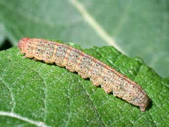  Chenille de Zanclognatha lunalis Scop. - ©Serge Wambeke