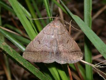 Zanclognatha lunalis Scop. adulte - ©Philippe Mothiron