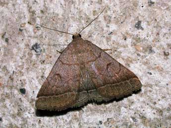 Zanclognatha lunalis Scop. adulte - Philippe Mothiron