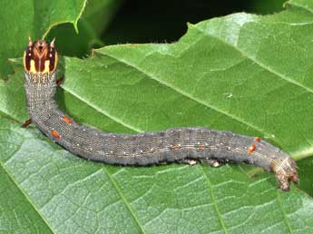  Chenille de Minucia lunaris D. & S. - ©Philippe Mothiron