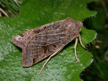 Anchoscelis lunosa Hw. adulte - Philippe Mothiron