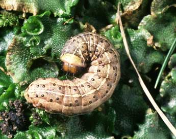  Chenille de Anchoscelis lunosa Hw. - Philippe Mothiron