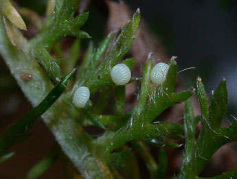  Oeuf de Anchoscelis lunosa Hw. - Philippe Mothiron