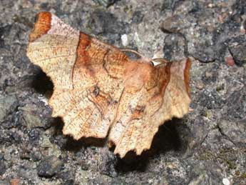 Selenia lunularia Hb. adulte - ©Philippe Mothiron