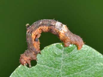  Chenille de Selenia lunularia Hb. - Philippe Mothiron