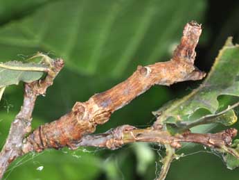  Chenille de Selenia lunularia Hb. - Philippe Mothiron