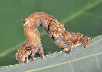  Chenille de Selenia lunularia Hb. - Philippe Mothiron