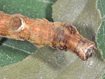  Chenille de Selenia lunularia Hb. - Philippe Mothiron