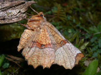 Selenia lunularia Hb. adulte - ©Philippe Mothiron