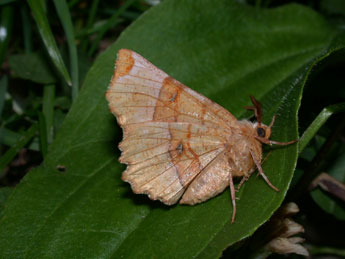 Selenia lunularia Hb. adulte - Philippe Mothiron