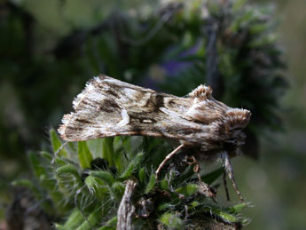 Calophasia lunula Hfn. adulte - Philippe Mothiron