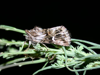 Calophasia lunula Hfn. adulte - Philippe Mothiron