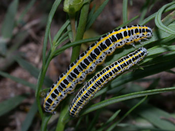  Chenille de Calophasia lunula Hfn. - Philippe Mothiron