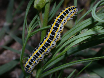  Chenille de Calophasia lunula Hfn. - Philippe Mothiron