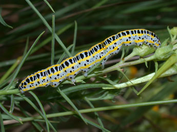  Chenille de Calophasia lunula Hfn. - ©Philippe Mothiron