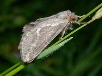 Korscheltellus lupulinus L. adulte - Philippe Mothiron