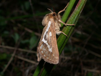 Korscheltellus lupulinus L. adulte - Philippe Mothiron