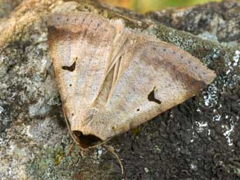 Lygephila lusoria L. adulte - Daniel Morel