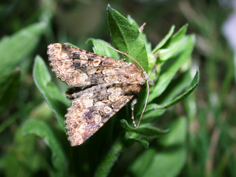 Conisania luteago D. & S. adulte - ©Philippe Mothiron