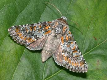 Hadena luteocincta Rbr adulte - ©Philippe Mothiron