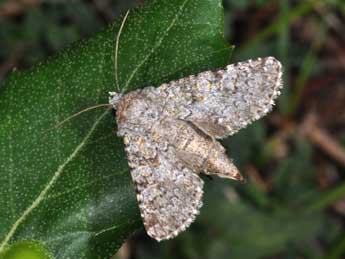 Hadena luteocincta Rbr adulte - ©Philippe Mothiron